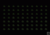 A071a Marijuana Leafs